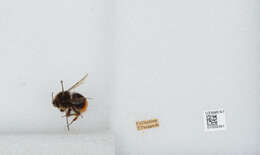 Image of Red tailed bumblebee