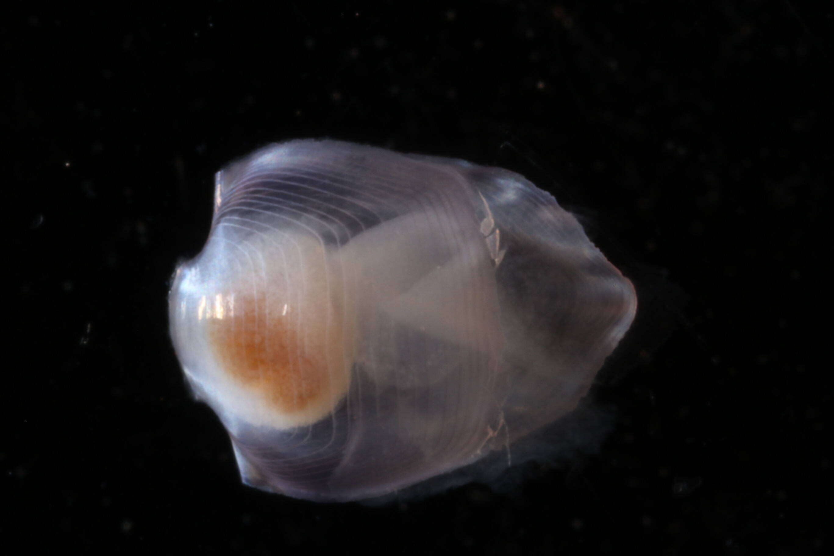 Слика од Diacavolinia longirostris (Blainville 1821)