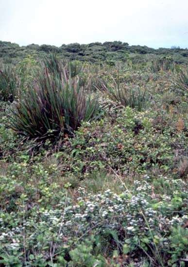 Image of Polynesian Twig-Rush