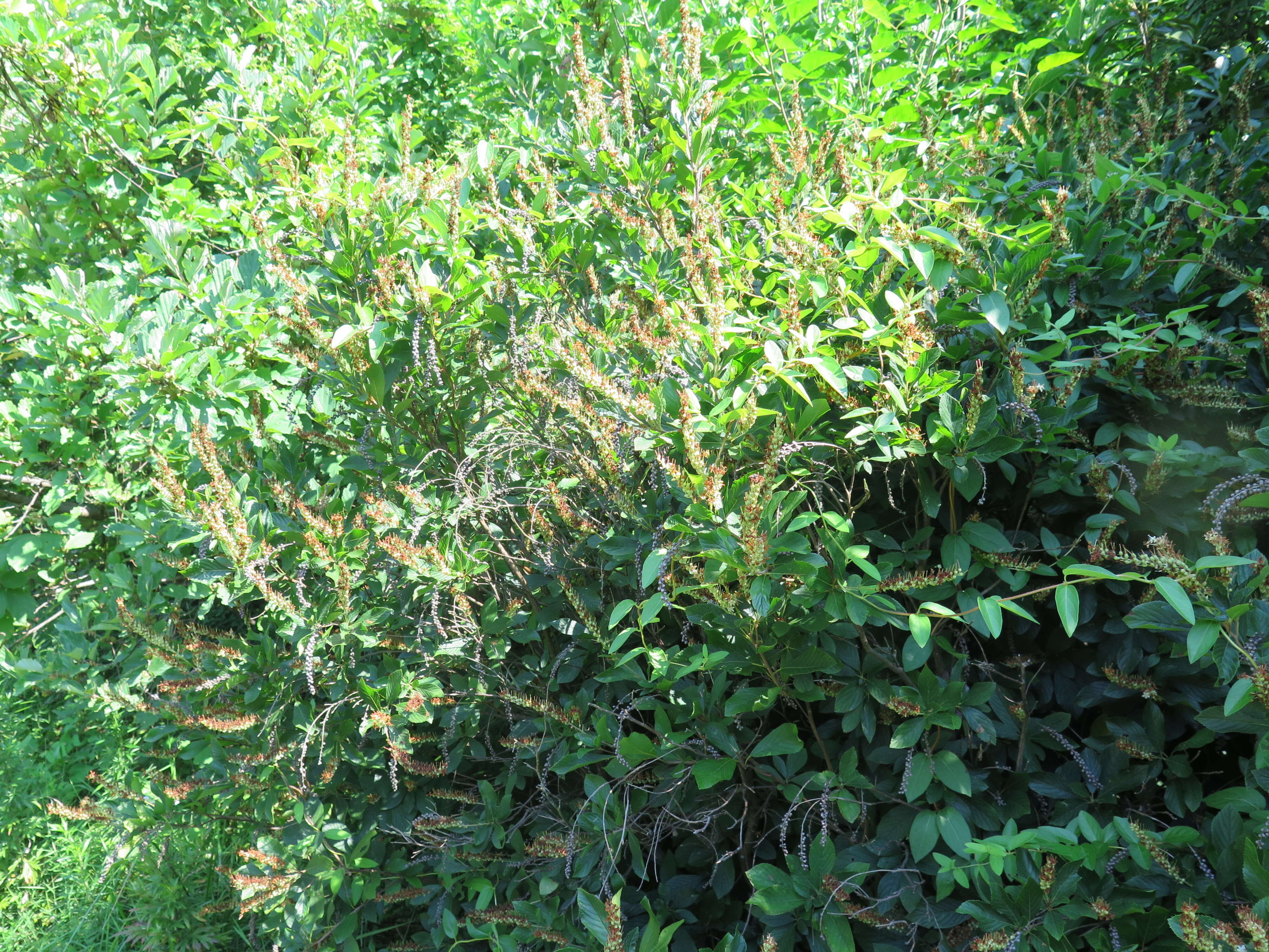 Image of coastal sweetpepperbush