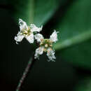 Слика од Cassipourea guianensis Aubl.