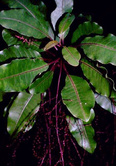 Image of broadleaf papala