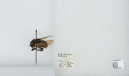 Image of Bombus ephippiatus Say 1837