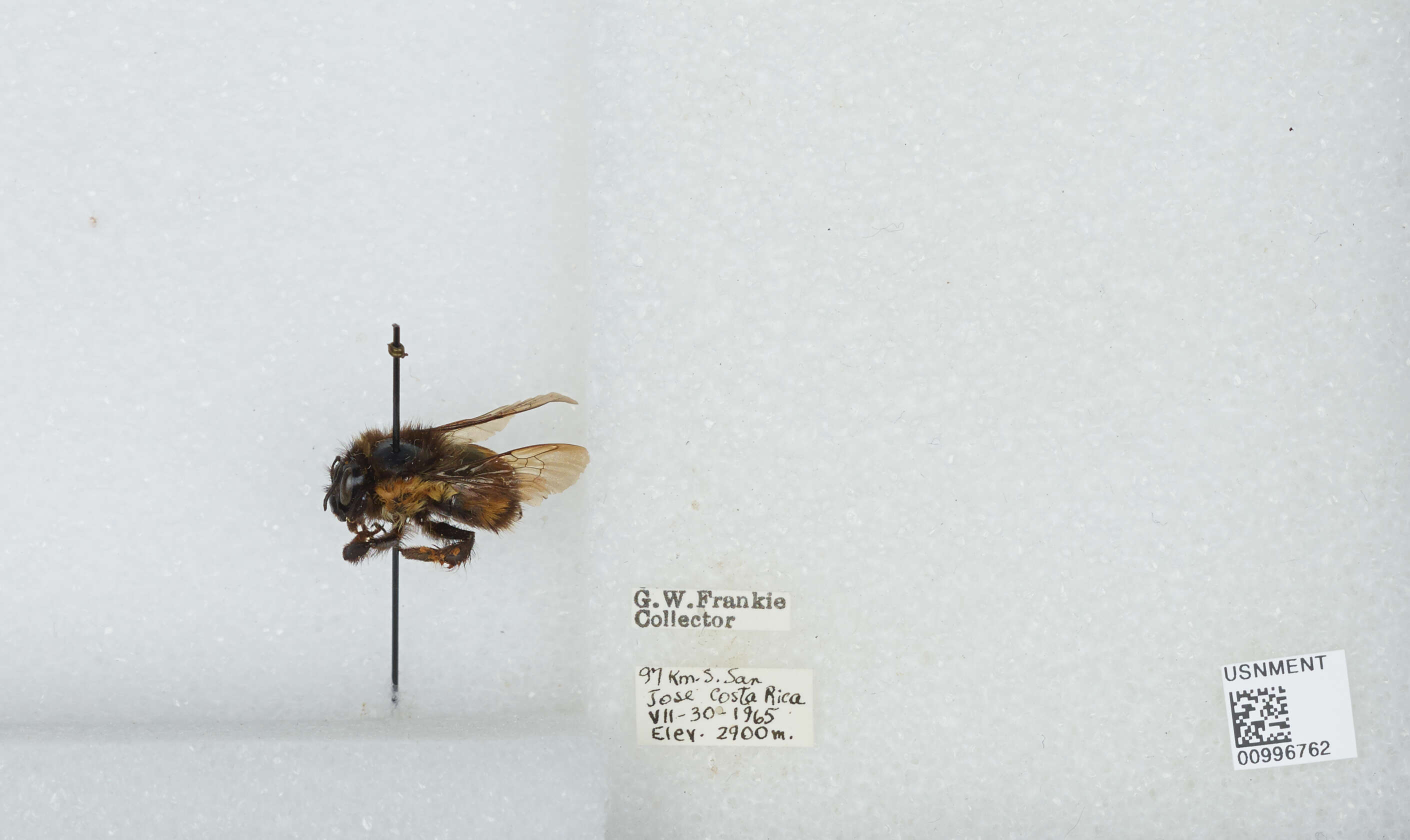 Image of Bombus ephippiatus Say 1837