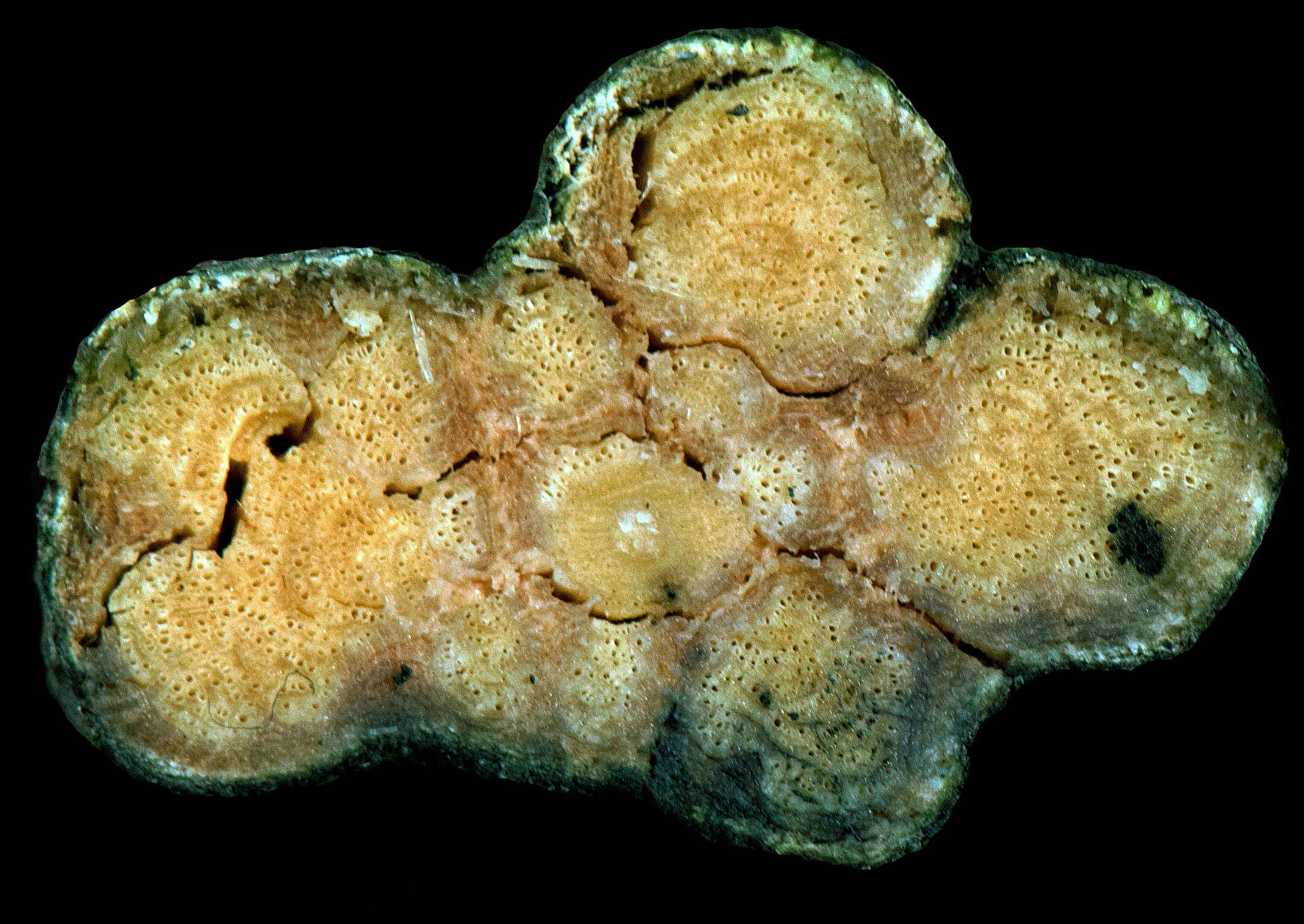 Image of Christianella multiglandulosa (Nied.) W. R. Anderson