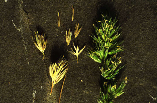 Image of Cocksfoot or Orchard Grass