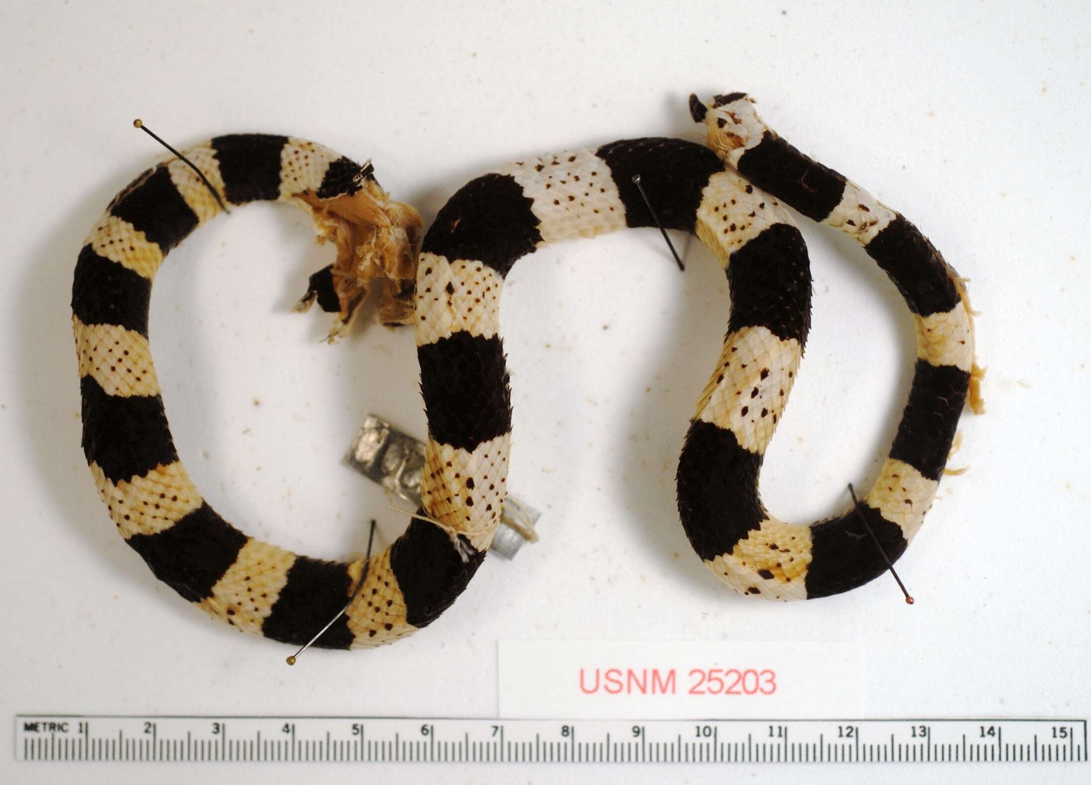 Image of Variegated False Coral Snake.