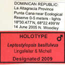 Image of Leptostylopsis basifulvus Lingafelter & Micheli 2009