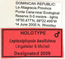 Image of Leptostylopsis basifulvus Lingafelter & Micheli 2009