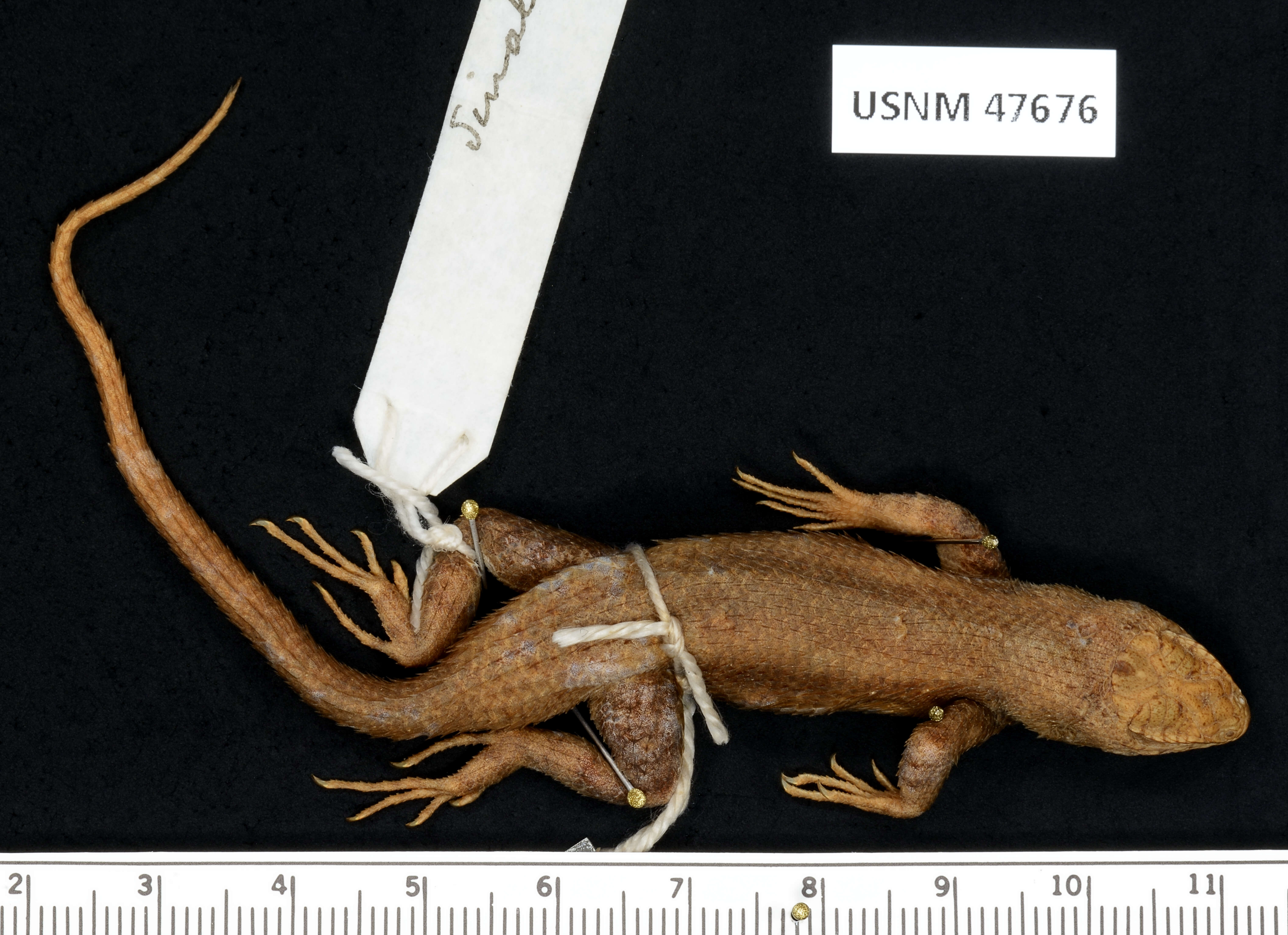 Image of Nelson's Spiny Lizard