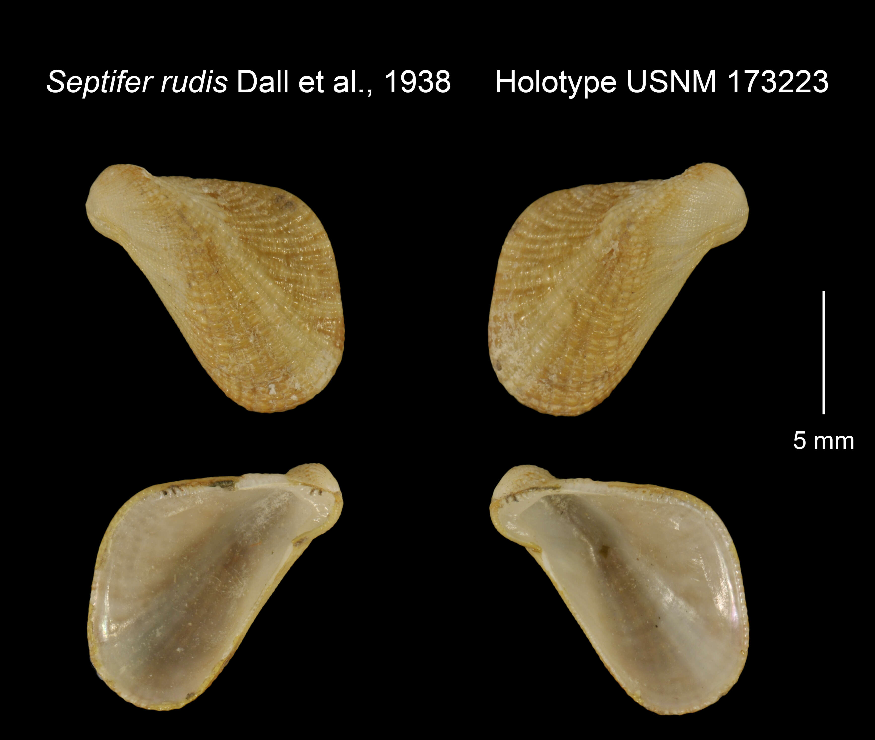 Image of Septifer rudis Dall, Bartsch & Rehder 1938