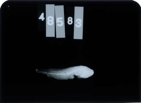 Image of Bristol snailfish