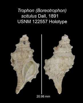 Image of Scabrotrophon scitulus (Dall 1891)