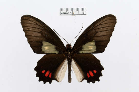 Image of Parides phosphorus (Bates 1861)