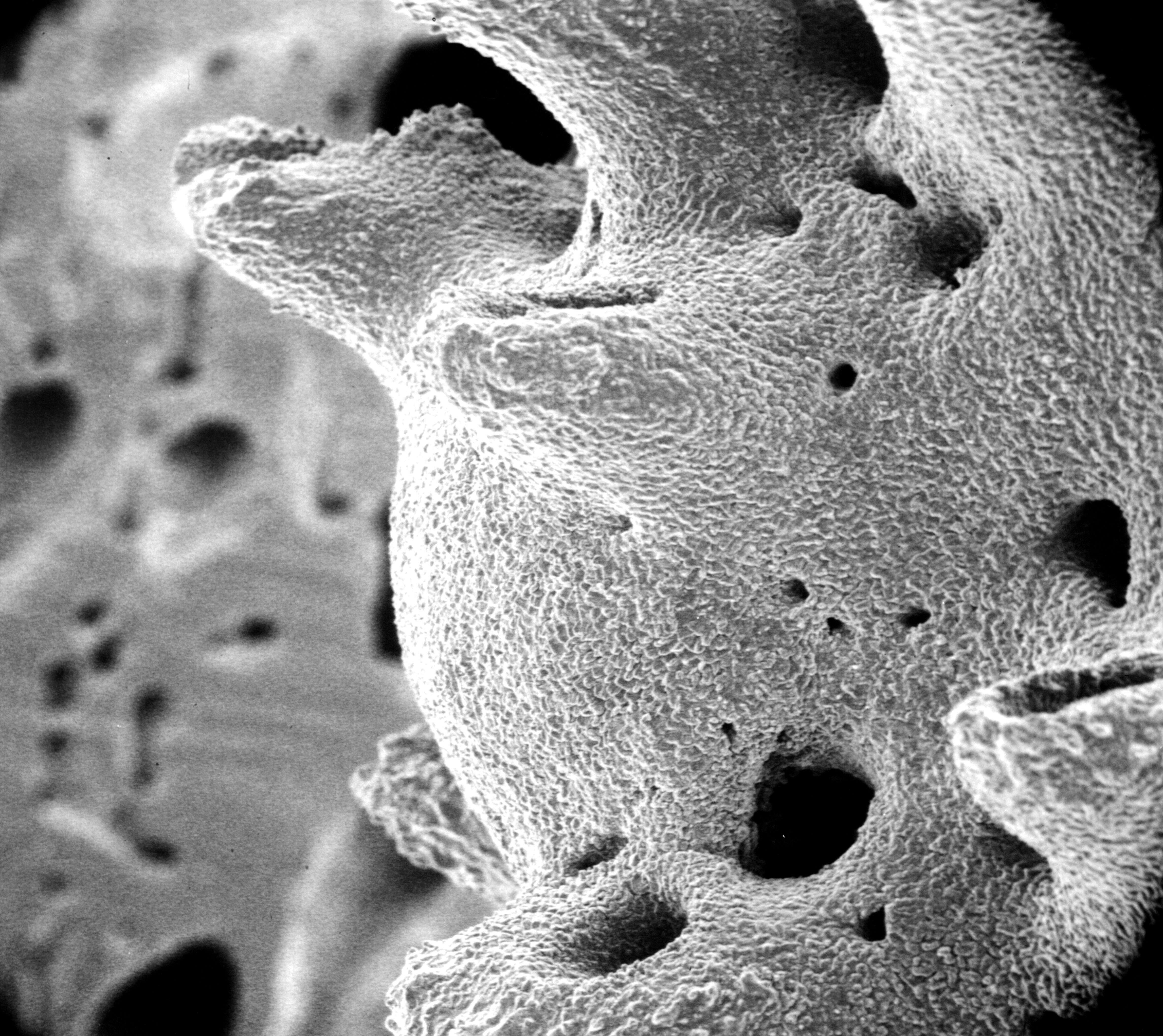 Image of Inferiolabiata lowei (Cairns 1983)