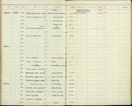 Sivun Electron platyrhynchum minus (Hartert 1898) kuva