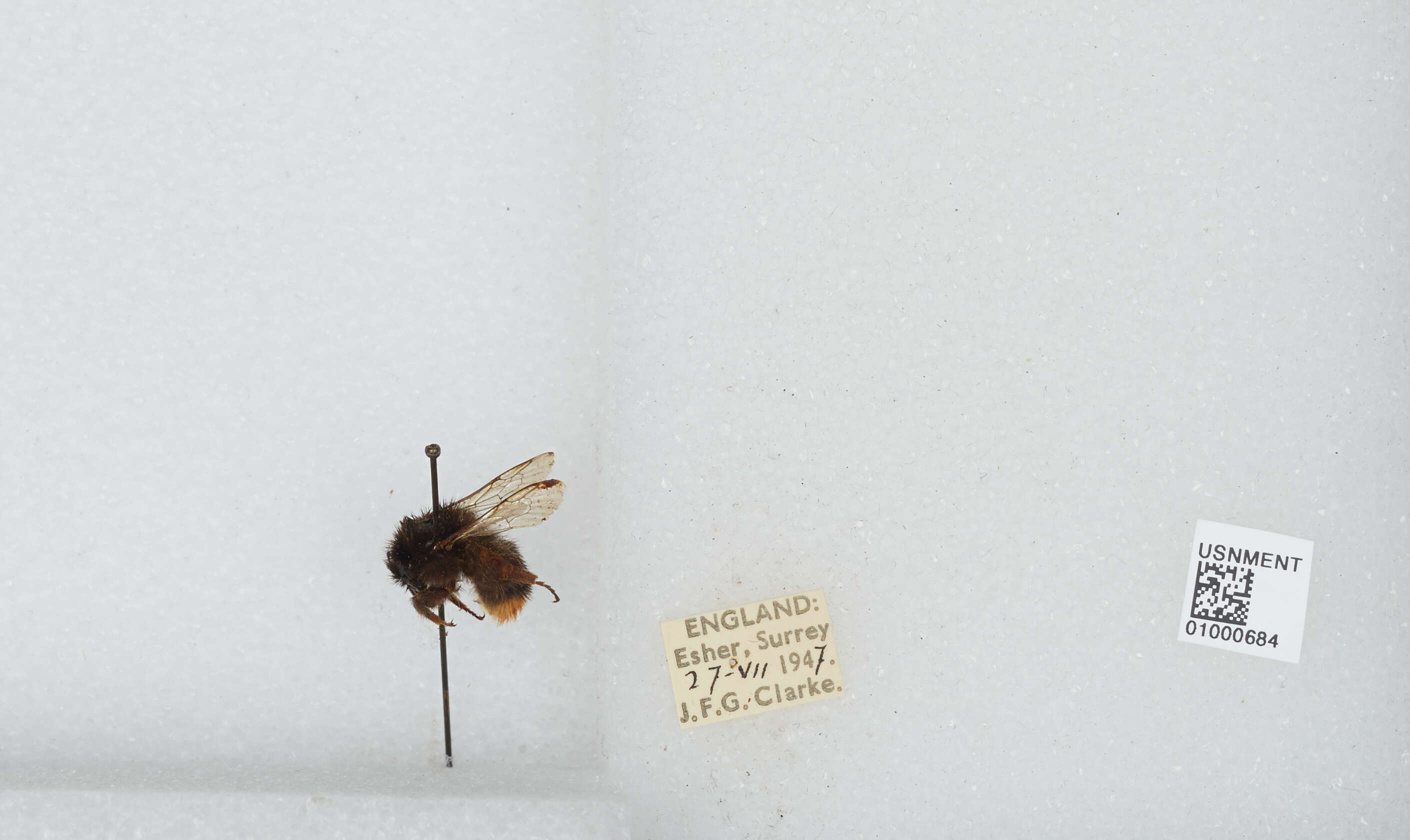 Image of Red tailed bumblebee