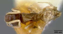 Tapinoma melanocephalum australe resmi