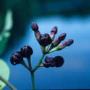 صورة Marsdenia rubrofusca Fourn.