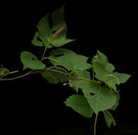 Image of Acalypha mollis Kunth