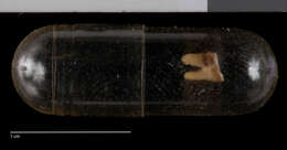 Image of Lariscus insignis peninsulae (Miller 1903)