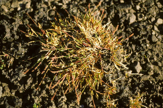 Image of Ice Grass