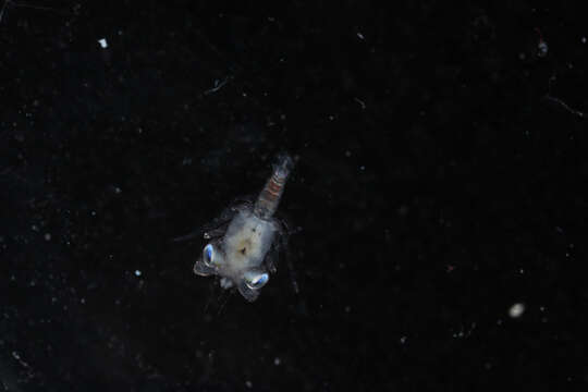 Image of ornate blue crab