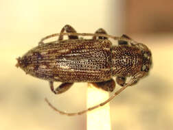 Mycerinopsis vittaticollis (Aurivillius 1927) resmi