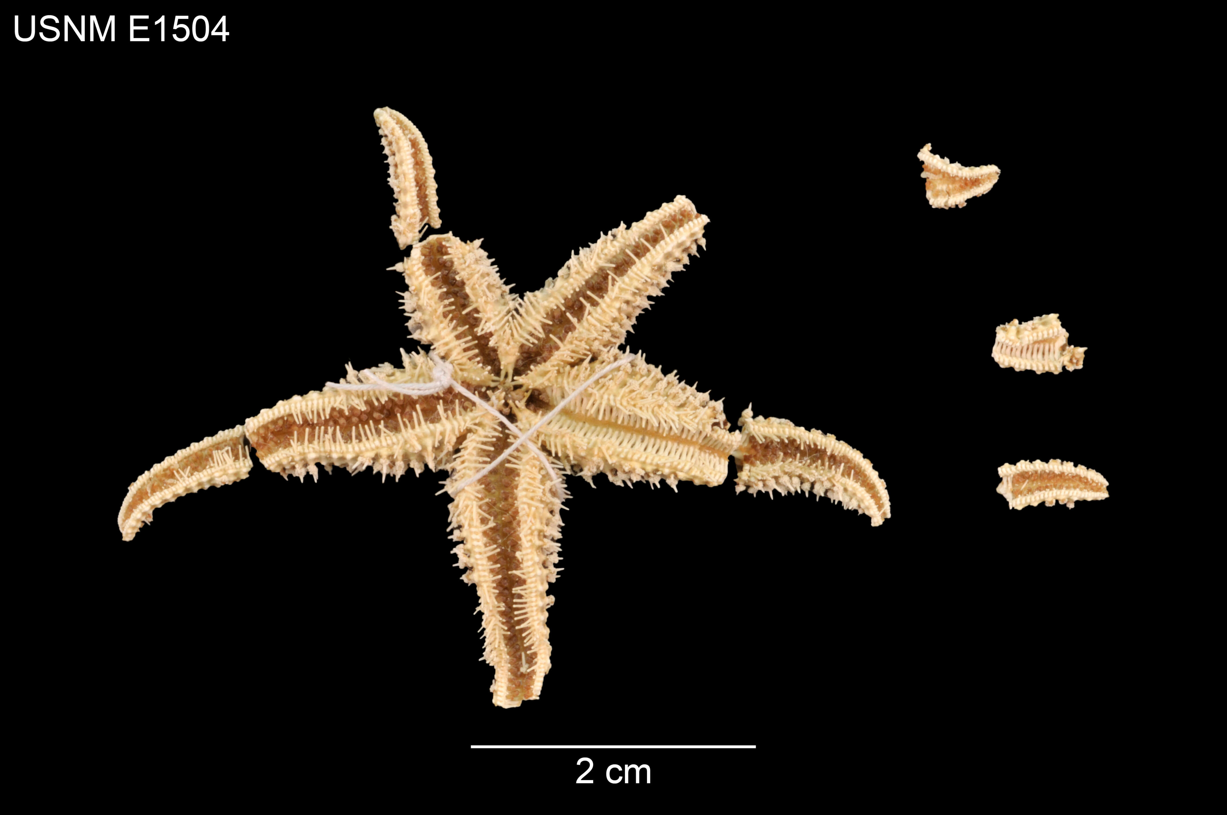 Leptasterias stolacantha Fisher 1930 resmi