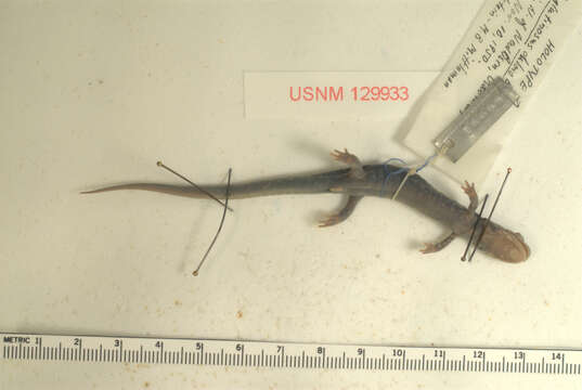 Sivun Plethodon chlorobryonis Mittleman 1951 kuva