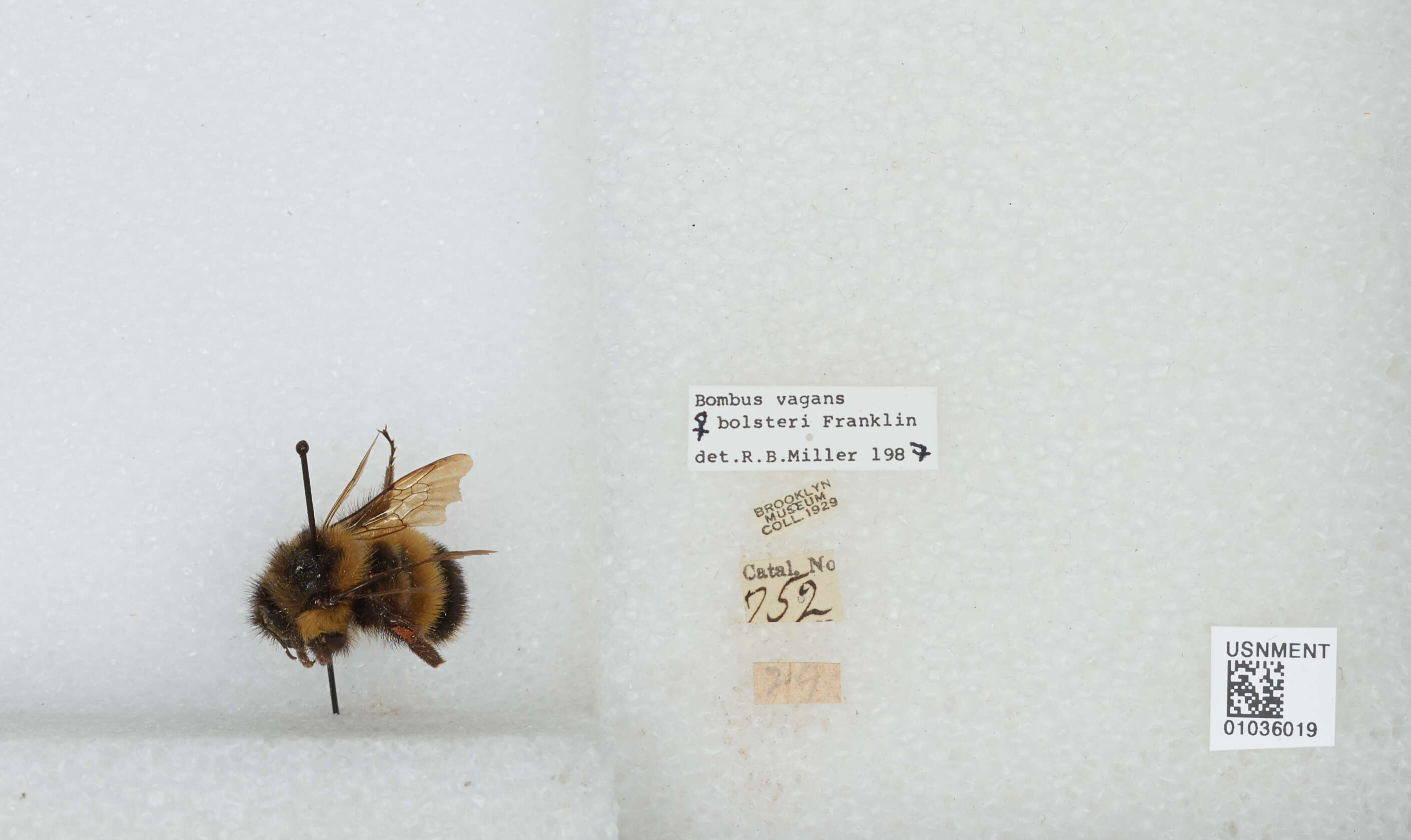 Imagem de Bombus vagans bolsteri Franklin 1913