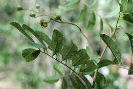 Imagem de Cupania glabra Sw.