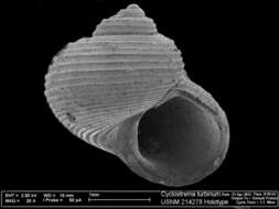 Haplocochlias turbinus (Dall 1889)的圖片