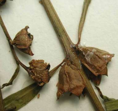 Image of Lance-Leaf Primrose-Willow