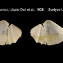 Image of Myonera dispar (Dall, Bartsch & Rehder 1938)