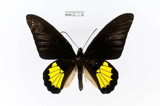 Image of Troides riedeli (Kirsch 1885)