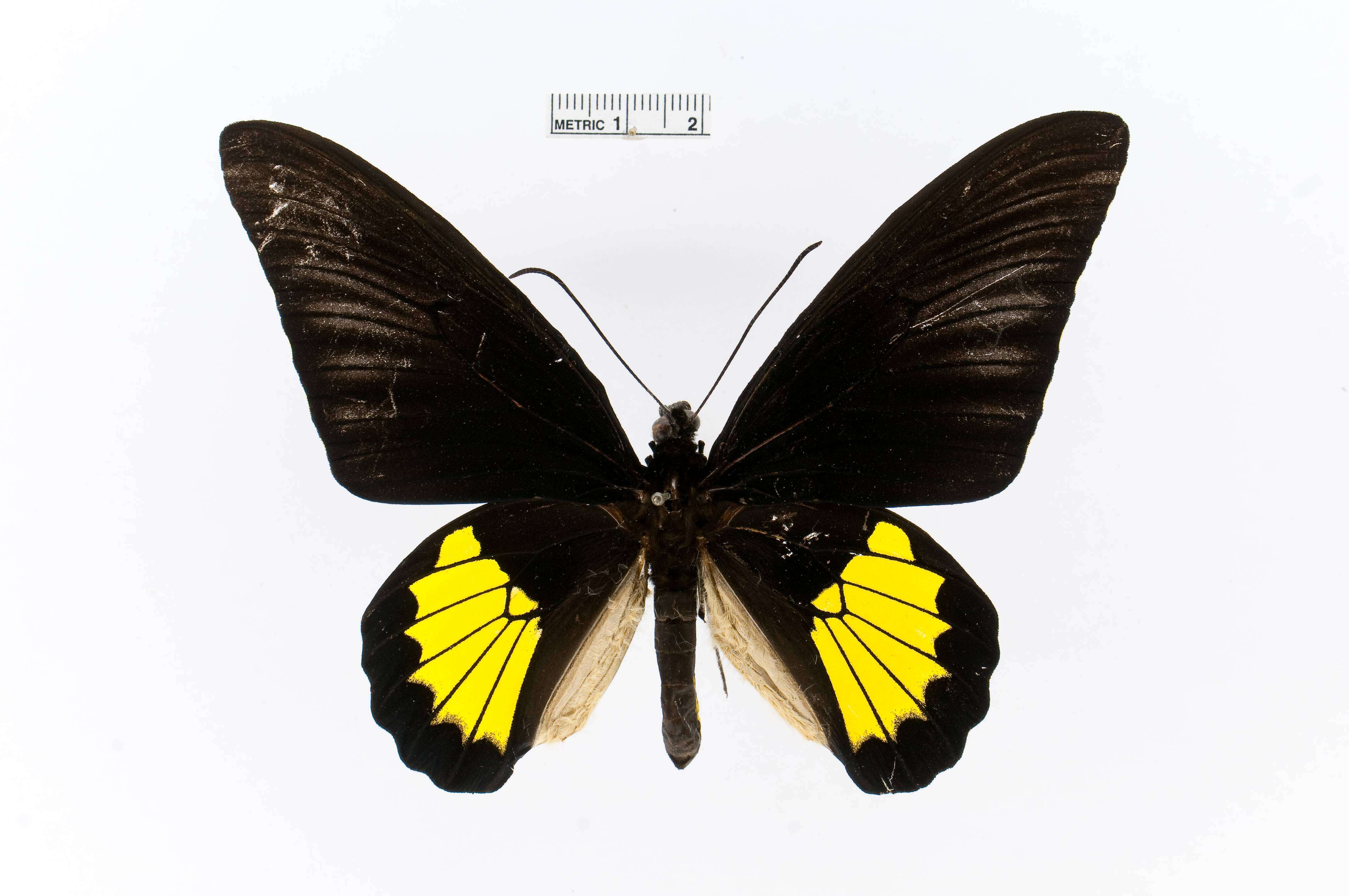 Image of Troides riedeli (Kirsch 1885)