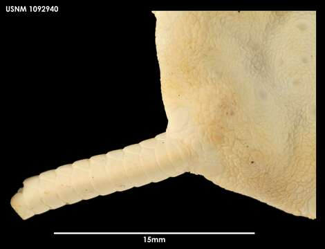 Sivun Ophiura lenticularis (Koehler 1908) kuva