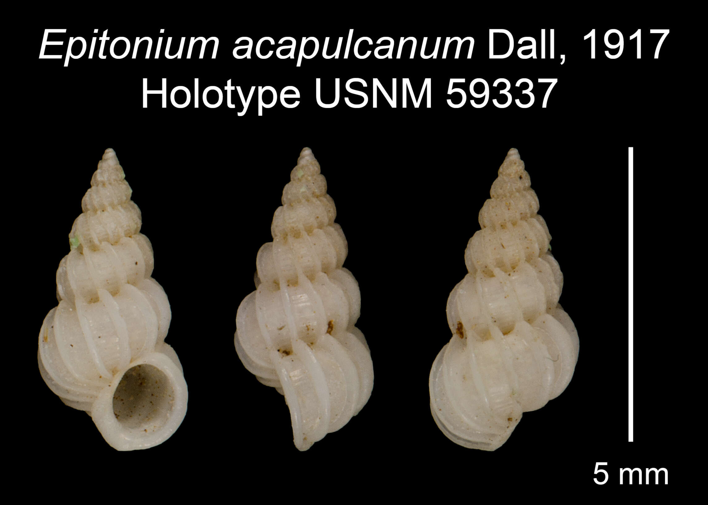 Image of Epitonium acapulcanum Dall 1917