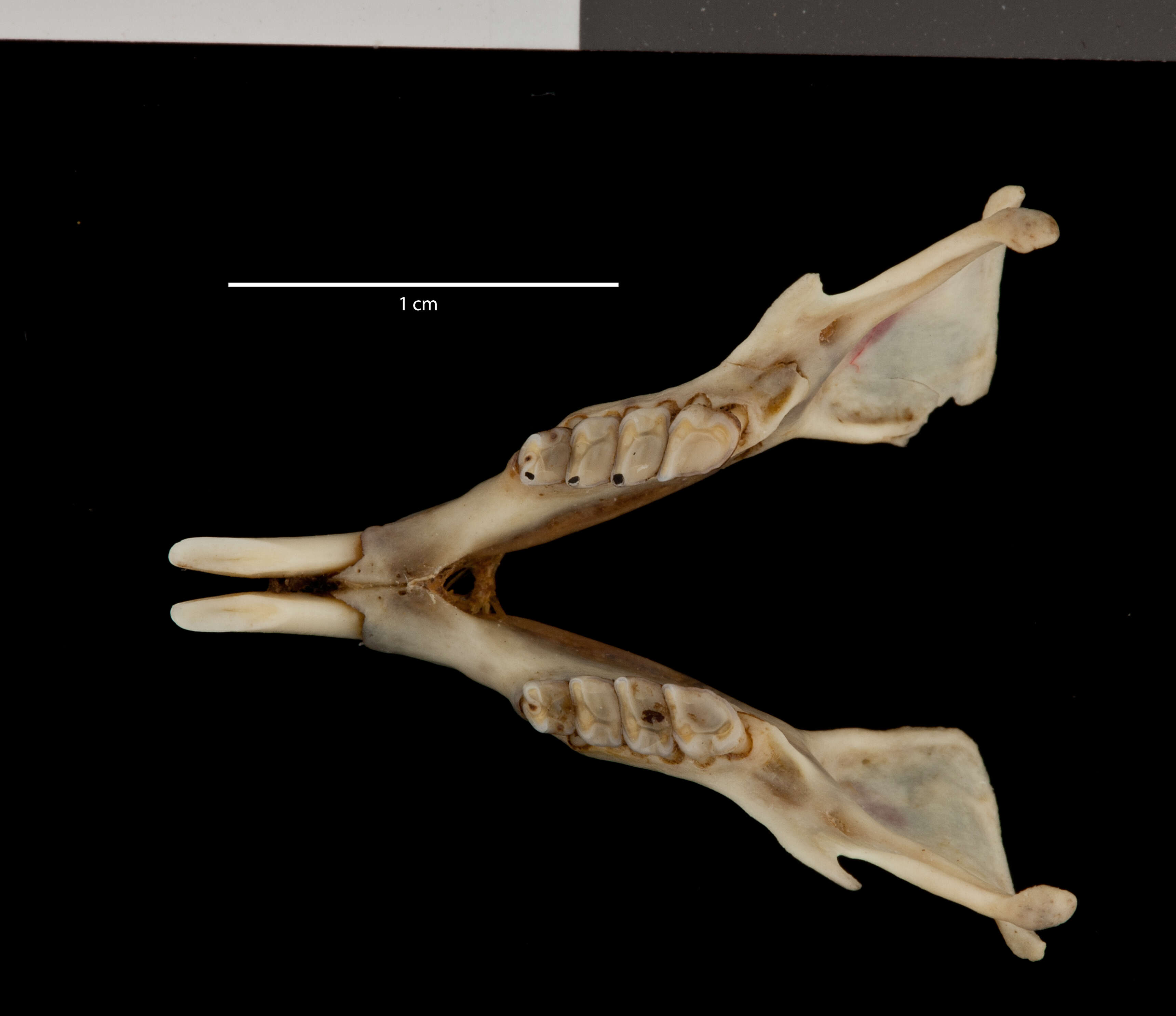 Sivun Ictidomys tridecemlineatus hollisteri (V. Bailey 1913) kuva