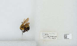 صورة Bombus bimaculatus Cresson 1864