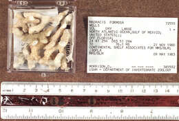 Madracis formosa Wells 1973 resmi