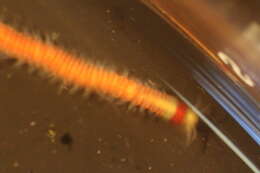 Image of Nereididae
