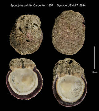 Image of Spondylus limbatus G. B. Sowerby II 1847