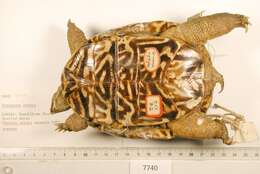 Image of Ornate Box Turtle