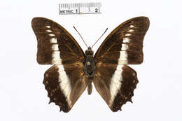 صورة Charaxes hildebrandtii Dewitz 1879