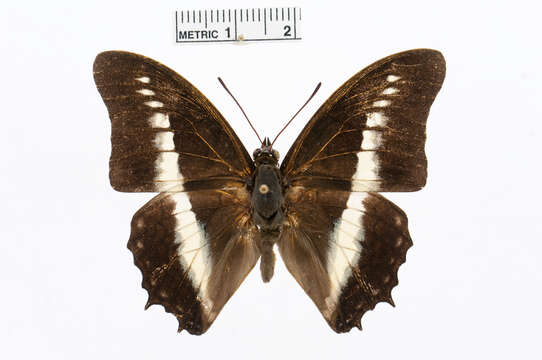 Image of Charaxes hildebrandtii Dewitz 1879