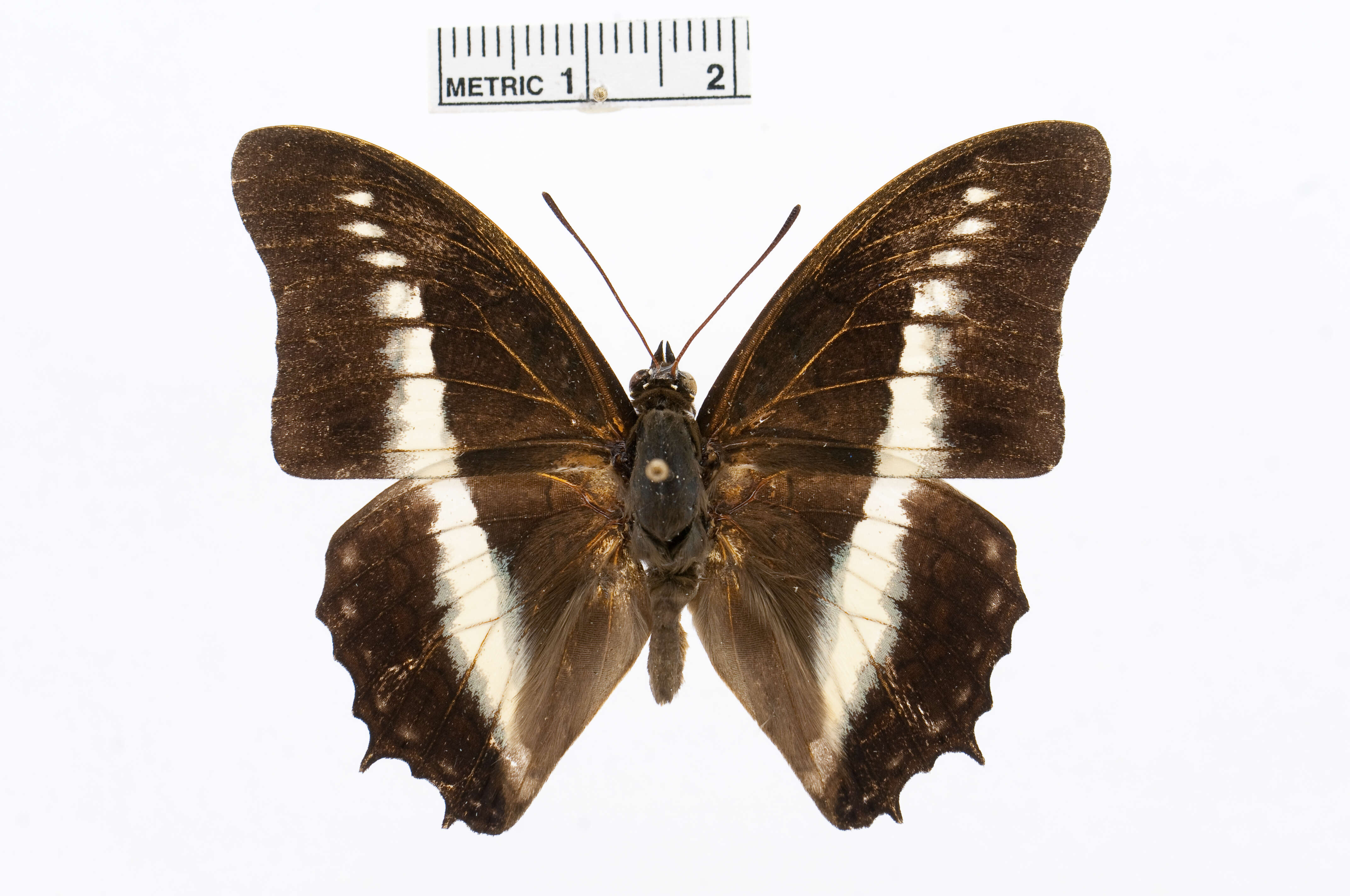 Imagem de Charaxes hildebrandtii Dewitz 1879