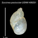 Image of Succinea paulucciae Gassies 1870