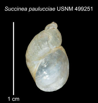 Image of Succinea paulucciae Gassies 1870